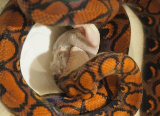 Змея без головы во сне: значение для женщин