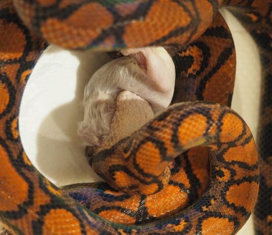 Змея без головы во сне: значение для женщин