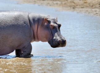 Бегемоты во сне: к чему снятся в воде