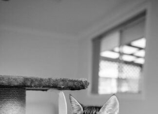 Серый кот: приметы и поверья