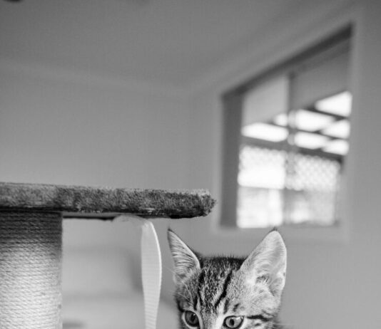 Серый кот: приметы и поверья