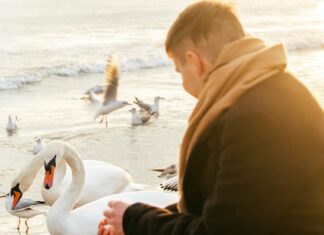 Сонник: Гуси кусаются