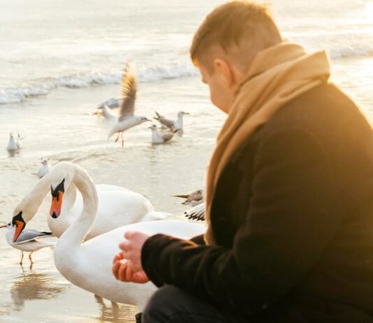 Сонник: Гуси кусаются