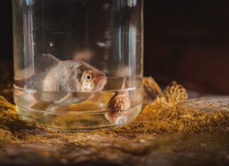 Сон о живой рыбе в аквариуме: толкование