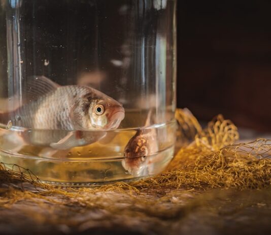 Сон о живой рыбе в аквариуме: толкование