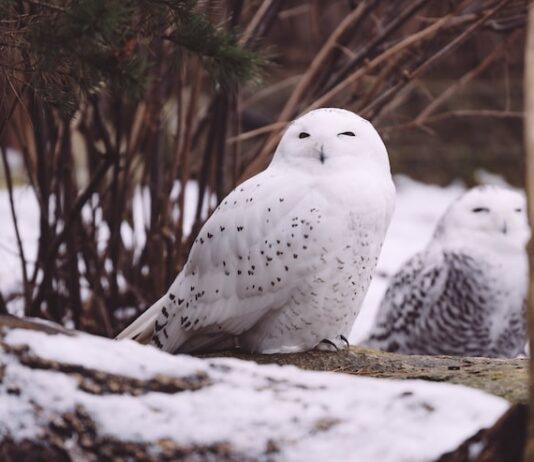 Сова во сне: толкование образа