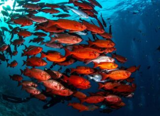 Приснилась рыба в воде: толкование сна