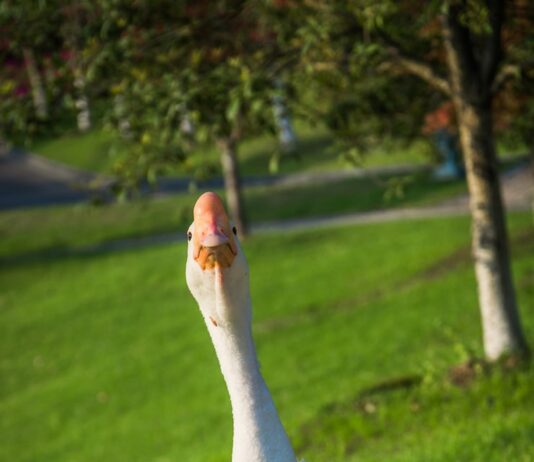 Приснился белый гусь: толкование сна