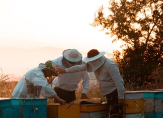 Сны о жужжании пчел: толкование и значение