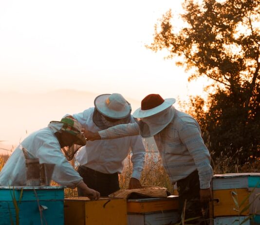 Сны о жужжании пчел: толкование и значение