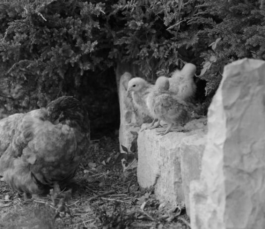 Плач на похоронах во сне: символ скорби или тревоги?