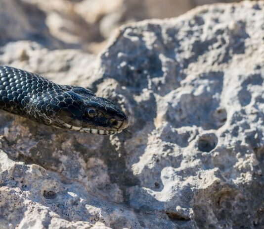 К чему снится умирающая змея