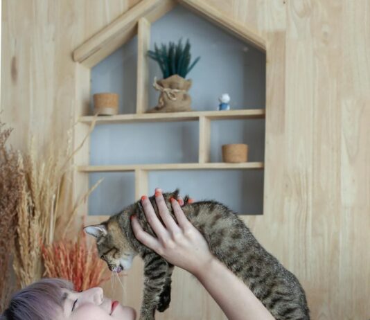 К чему снится завести кошку