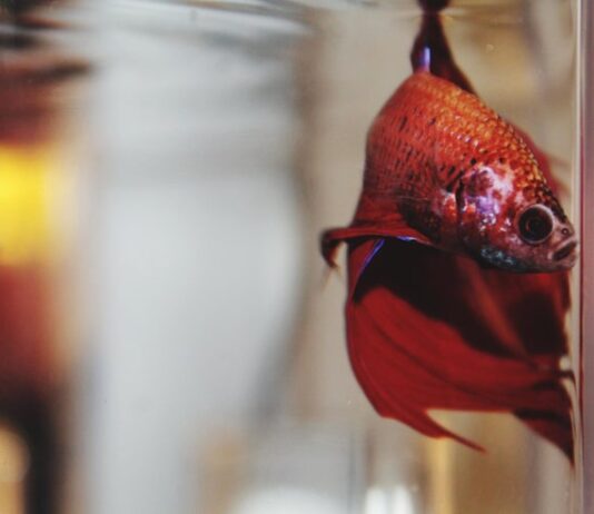 Приснились дохлые рыбы в аквариуме