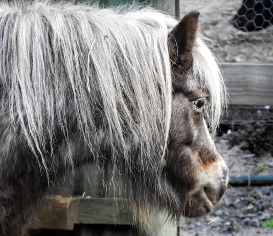 Котлование туганымны туган коней