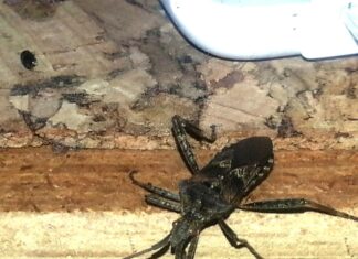 Дом 5 в Скорпионе в Джйотиш