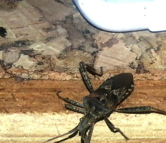 Дом 5 в Скорпионе в Джйотиш