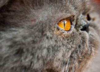 Видеть во сне кровь животного: толкование сна