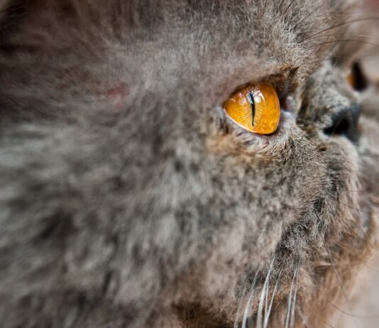 Видеть во сне кровь животного: толкование сна