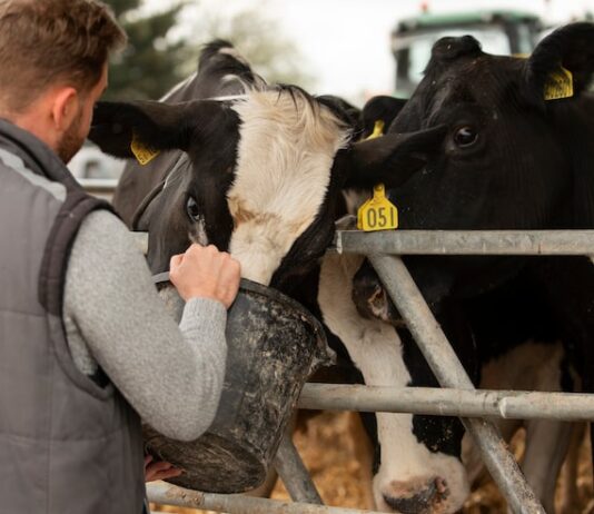 Продажа скотины: быстрый заговор