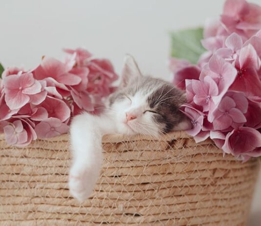 Видеть во сне розового котенка: значение и толкование