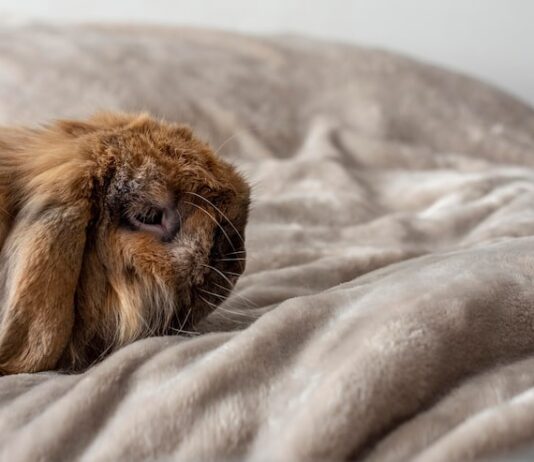 К чему снится кровь животных