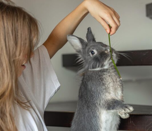 Приготовление зайца в домашних условиях