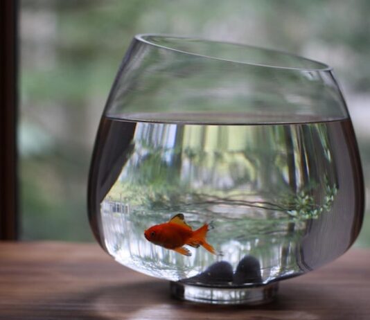 Сонник: Дохлая рыба в аквариуме