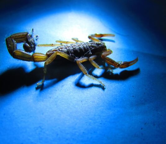 Уран в знаке Скорпион у мужчин