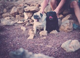 Сделайте отпугиватель собак: схема своими руками