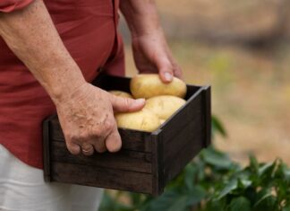 Толкование сна: собирать картошку
