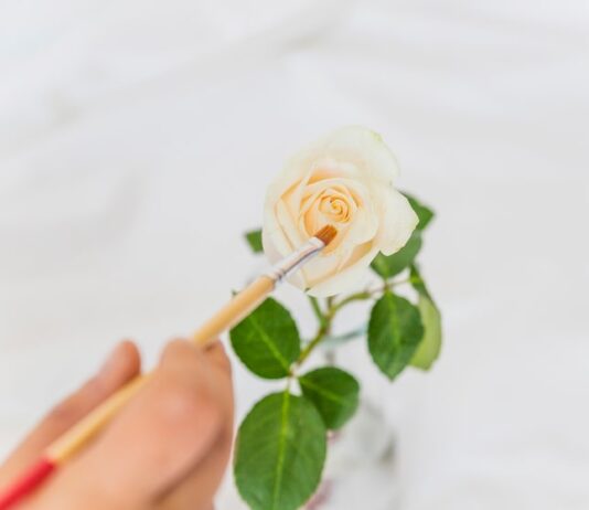 Толкование сна: одна роза