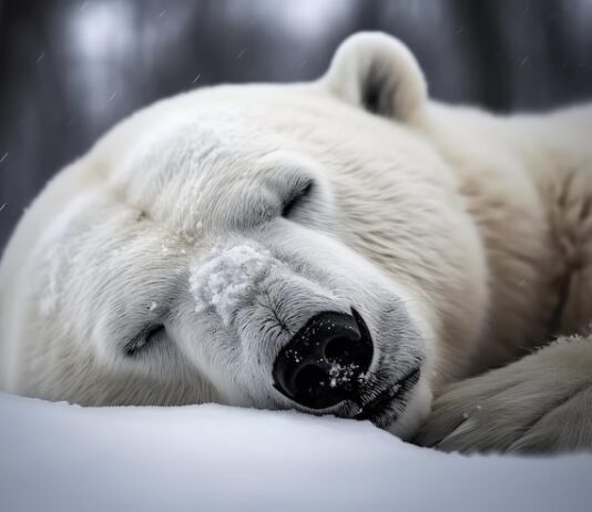 Медведь во сне: реальность или кошмар?