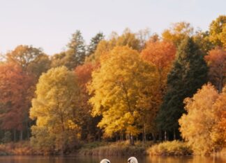 Сонник: Мертвые лебеди во сне