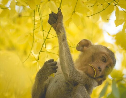 Зоопарк во сне: толкование и значение