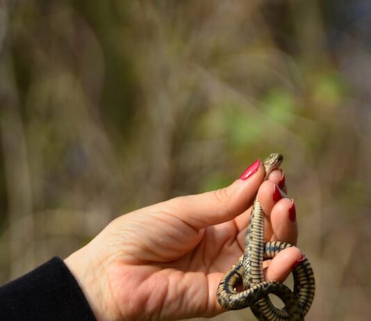 Толкование сна: много змей