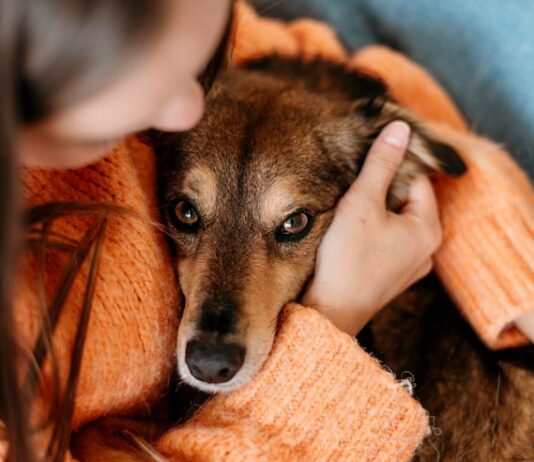 Животные перед смертью: что они пытаются сказать